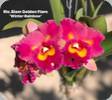 Rlc. Siam Golden Flare Winter Rainbow
